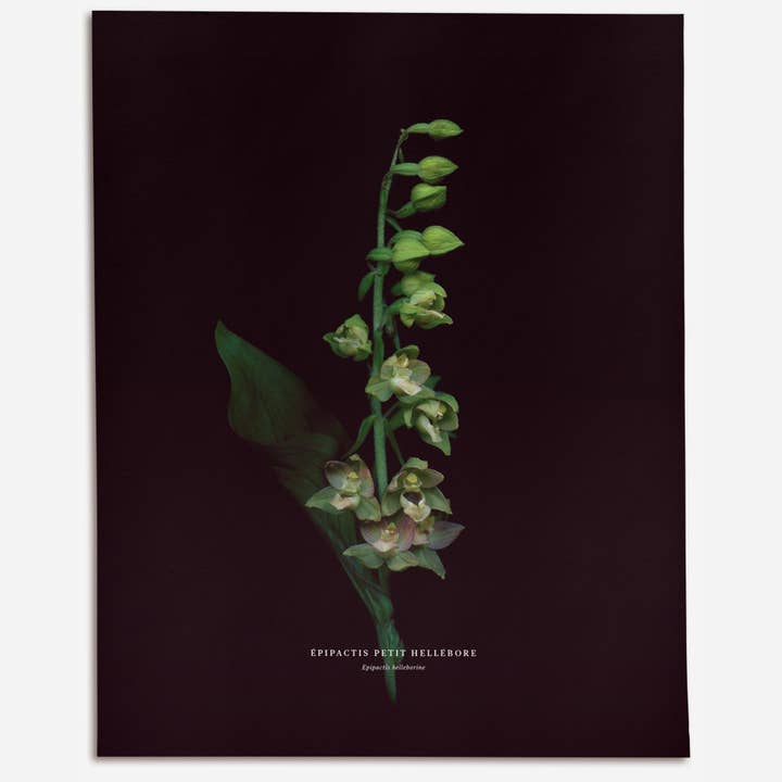 Broad-Leaved Helleborine (Epipactis helleborine) for wholesale by Raoul & Simone