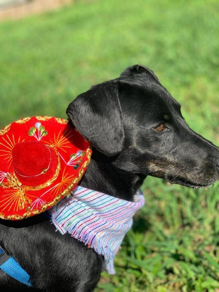 Mom And Pup Co. - Vente Chapeau – chien - Mini chapeau pour chien : chapeau pour chat, chapeau Mariachi, chapeaux pour chiens, chiens3