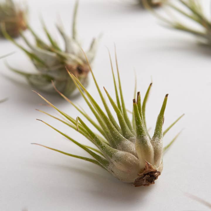 Home Botanicals - Wholesale Live Plant - Assorted Tillandsia Mini Tropical Bulk Air Plants1