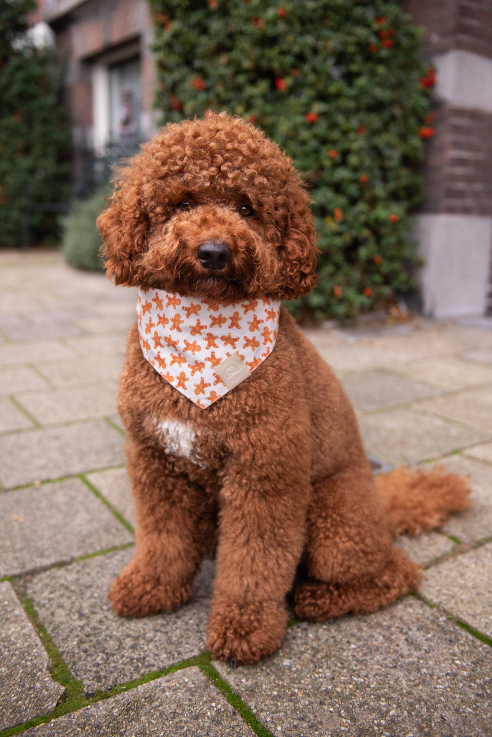 Floofs and Cookies – wholesale Bandana - Hund – reversibelt julbandana feliz navi-dog1