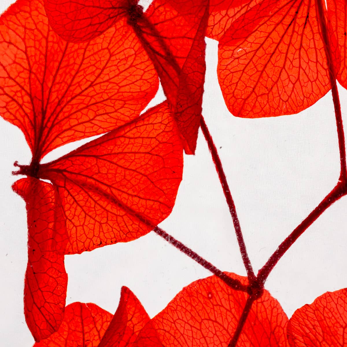 Theophile Berthon - Vente Plante - L'Herbarium Hortensia rouge Passion éternel14