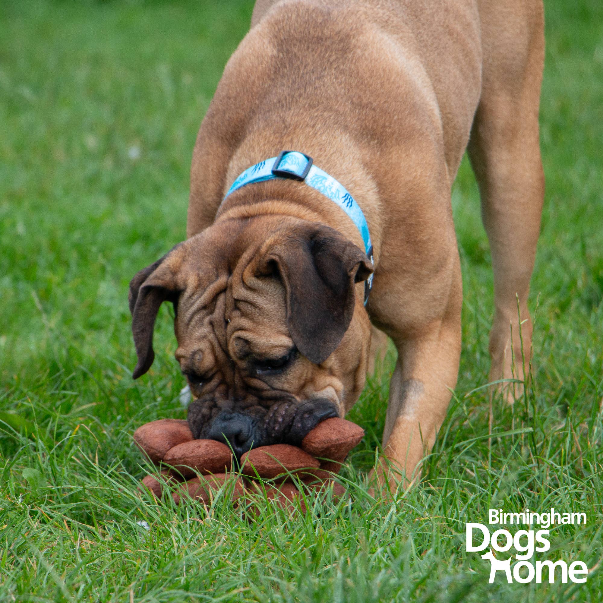 Ancol Pet Products Ltd – Peluche - Cão por atacado – The Heritage Collection Peter Pine Cone Brinquedo para Cão 1