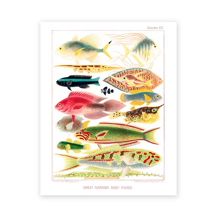 Bagged & Backed Art Print Barrier Reef 3 for wholesale by Cynefn