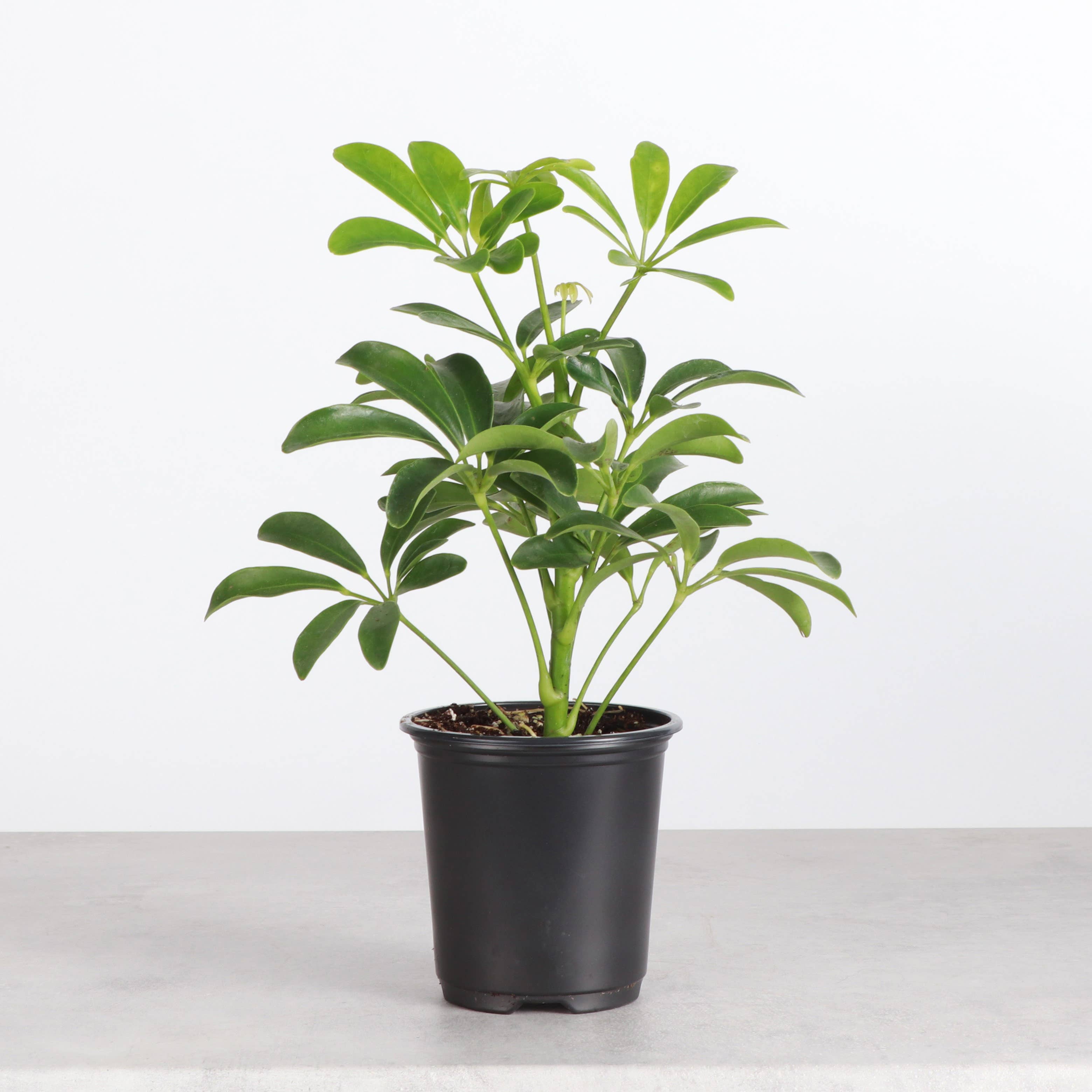 Thorsen's Greenhouse - Wholesale Live Plant - Schefflera Arboricola -  Live Plant2