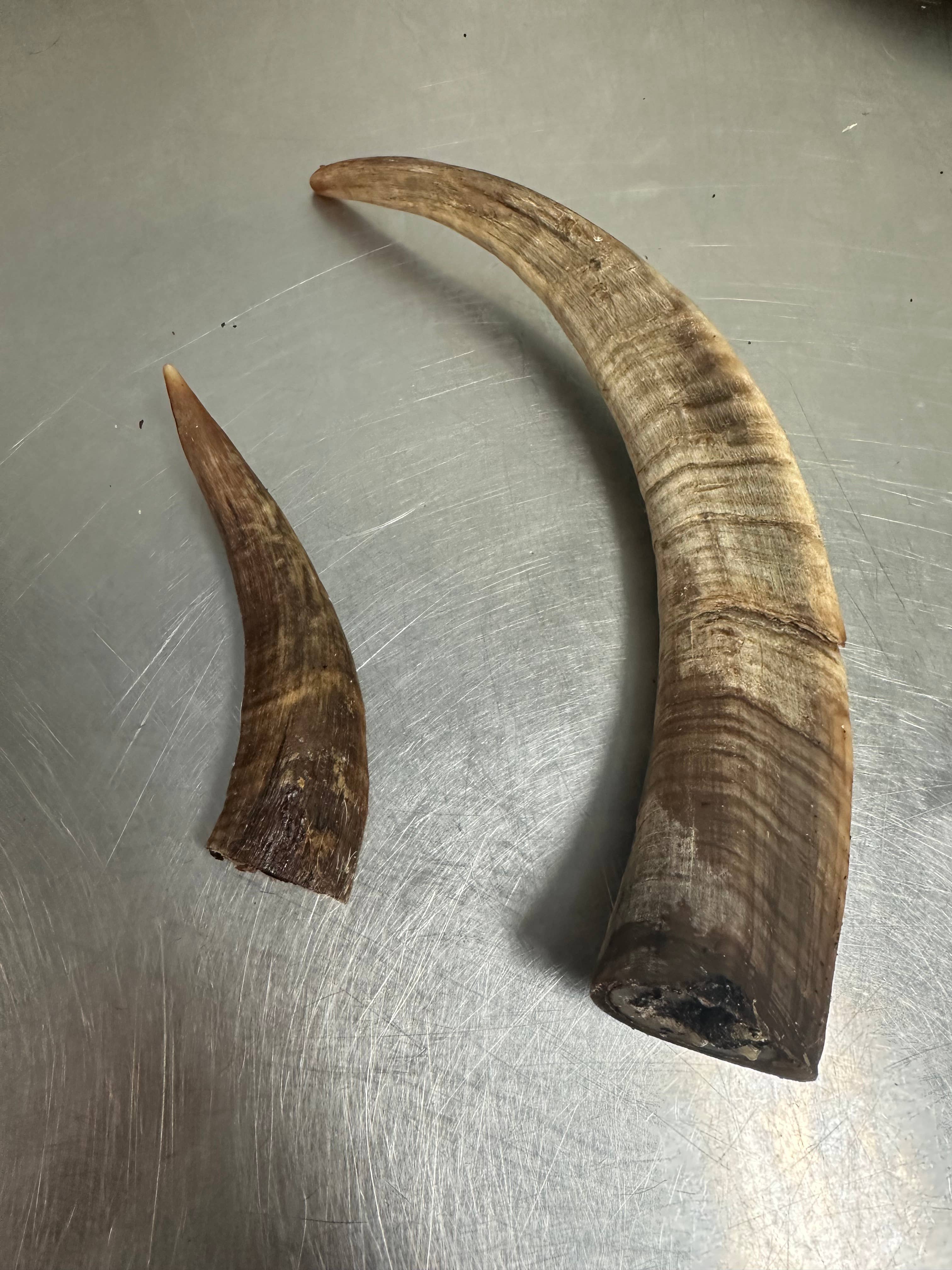 Tapia raw meats for pet food - Wholesale Pet Treats - Dog - Goat horn 0