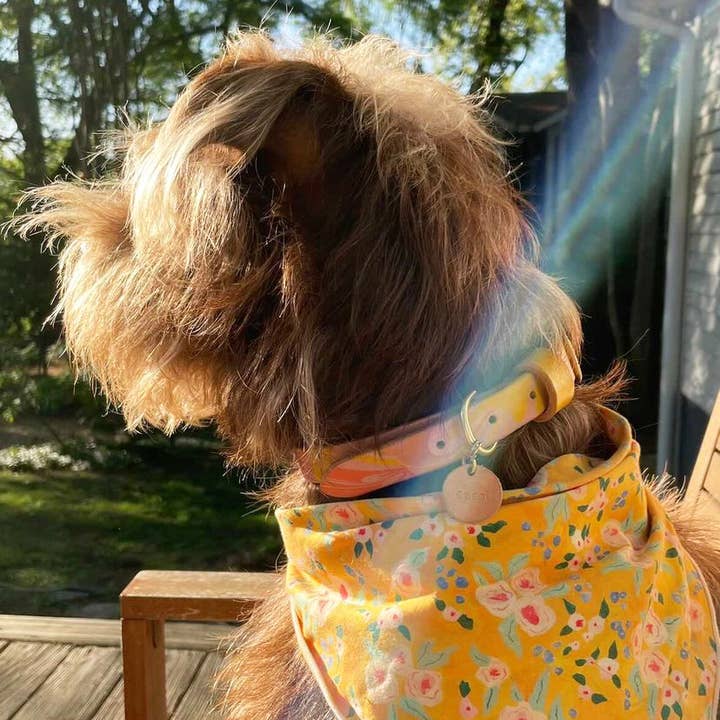 Glad & Young Studio - Wholesale Pet Collar - Cat/Dog - Hand Marbled Pet Collar