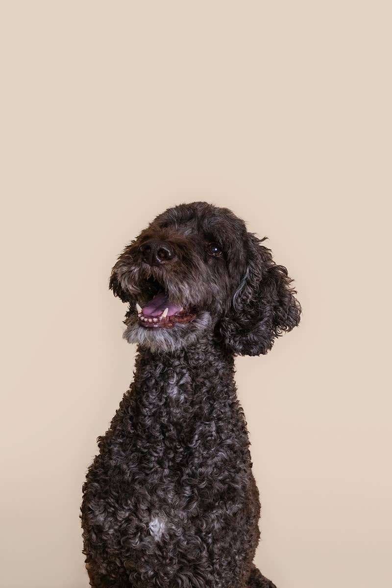 PATCH (Aus) - Eco First Aid - Wholesale Pet Cleaning Supplies - PATCH Pet Eco First-Aid Kit for Pets7