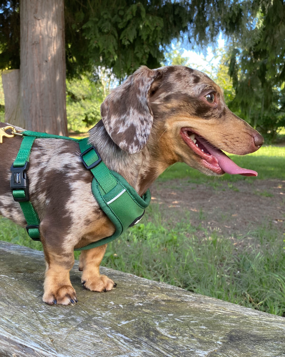 DJANGO - Wholesale Pet Harness - Dog - Adventure Dog Harness - Forest Green4
