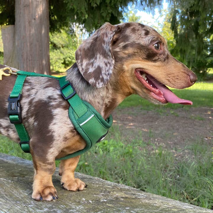 DJANGO - Wholesale Pet Harness - Dog - Adventure Dog Harness - Forest Green4