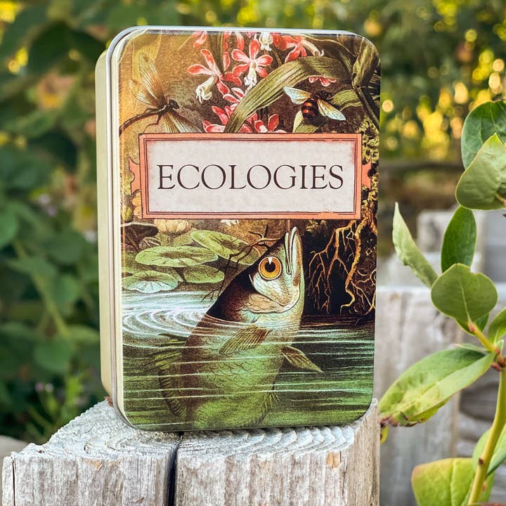 Montrose Biology - Wholesale Card Game - Ecologies Card Game Metal Tin - Archerfish Image