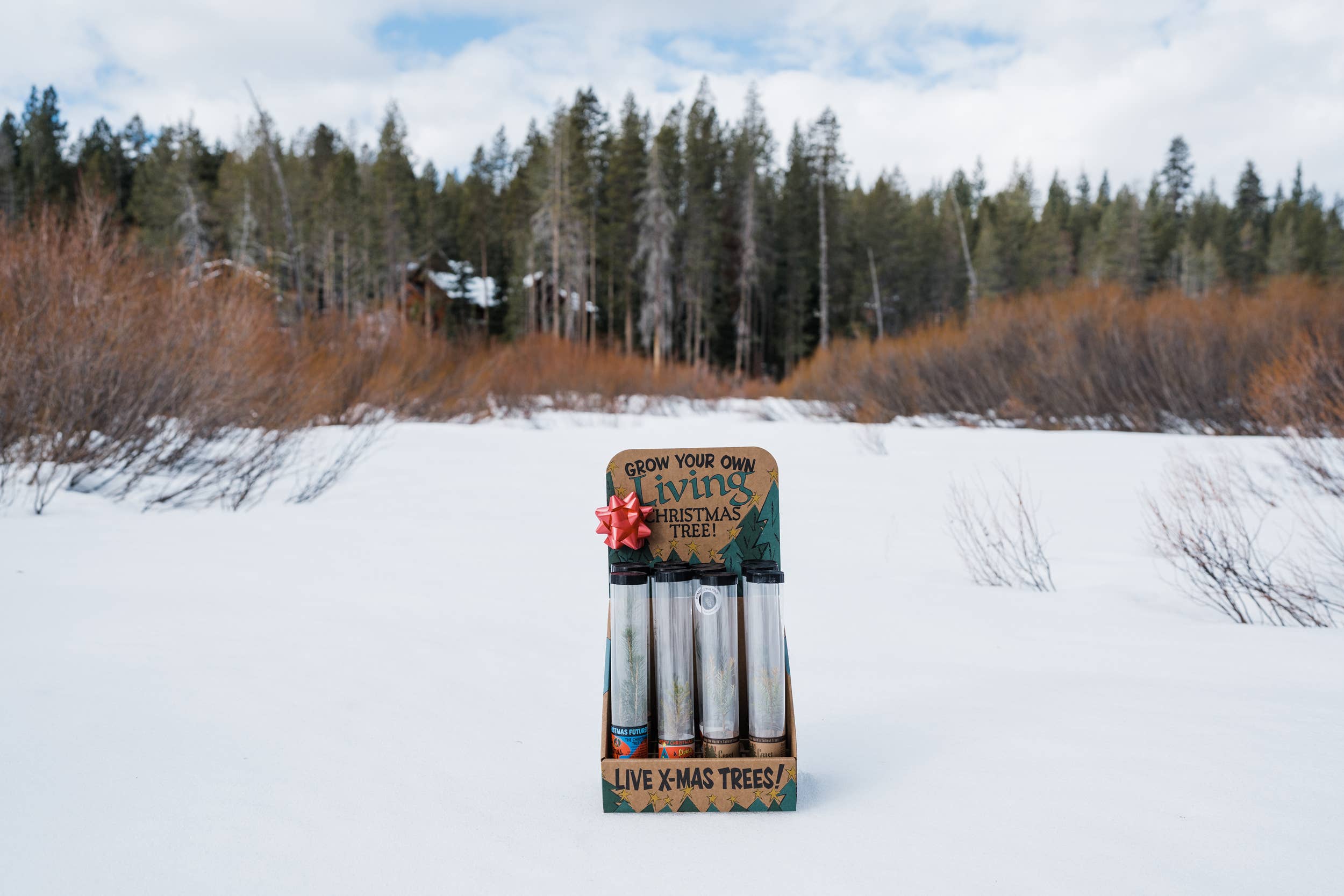 The Jonsteen Company - Vente Présentoir – maison et déco - Collection d'arbres de Noël | 12 arbres vivants avec présentoir7