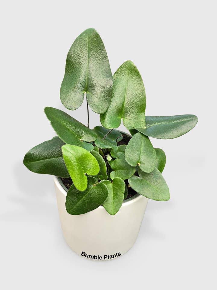 Heart Love Fern 'Kangaroo Foot' for wholesale by Bumble Plants