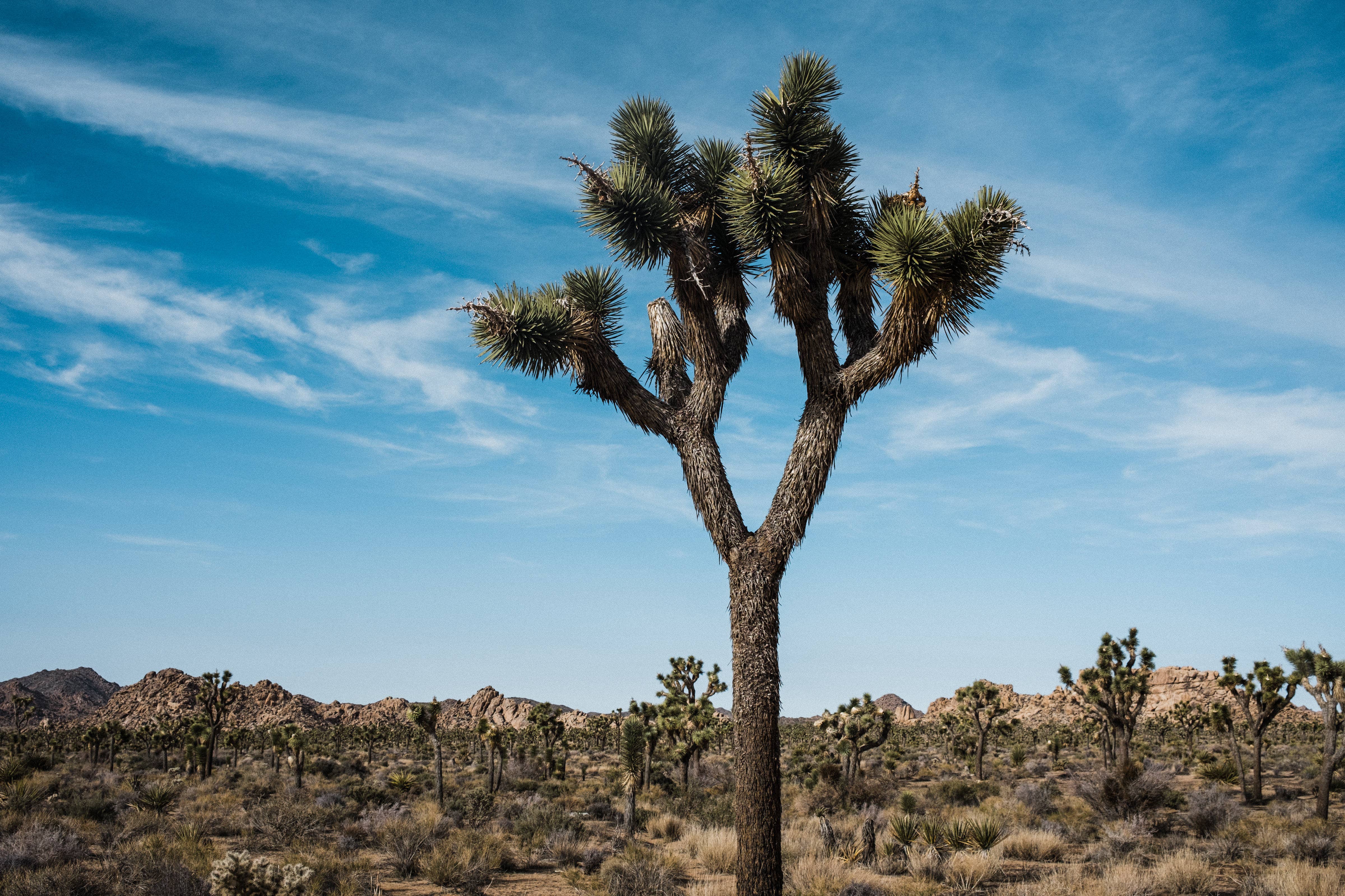 The Jonsteen Company - Wholesale Plant Seeds - Joshua Tree | Seed Grow Kit8