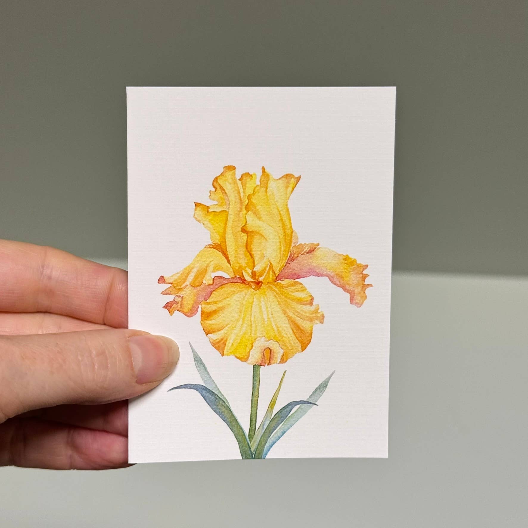 Scattered Seed Co - Wholesale Stationery/Notecard Set - IRIS greeting cards set of 4 Mini or Regular size1