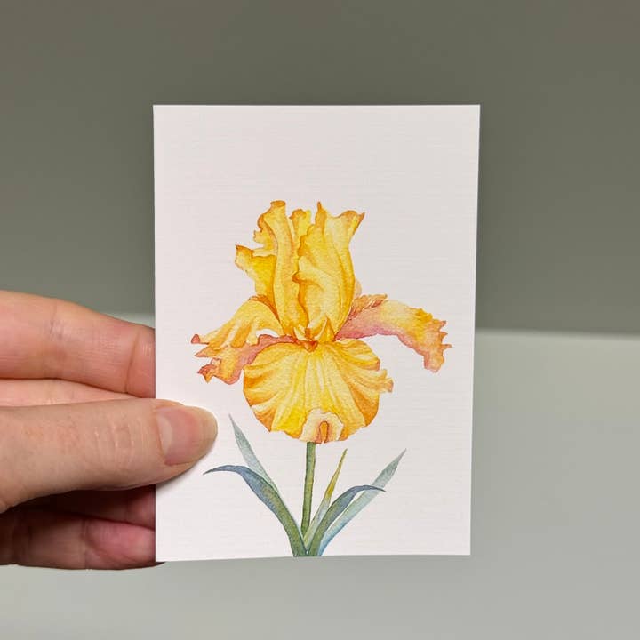 Scattered Seed Co - Wholesale Stationery/notecard set - IRIS greeting cards set of 4 Mini or Regular size1