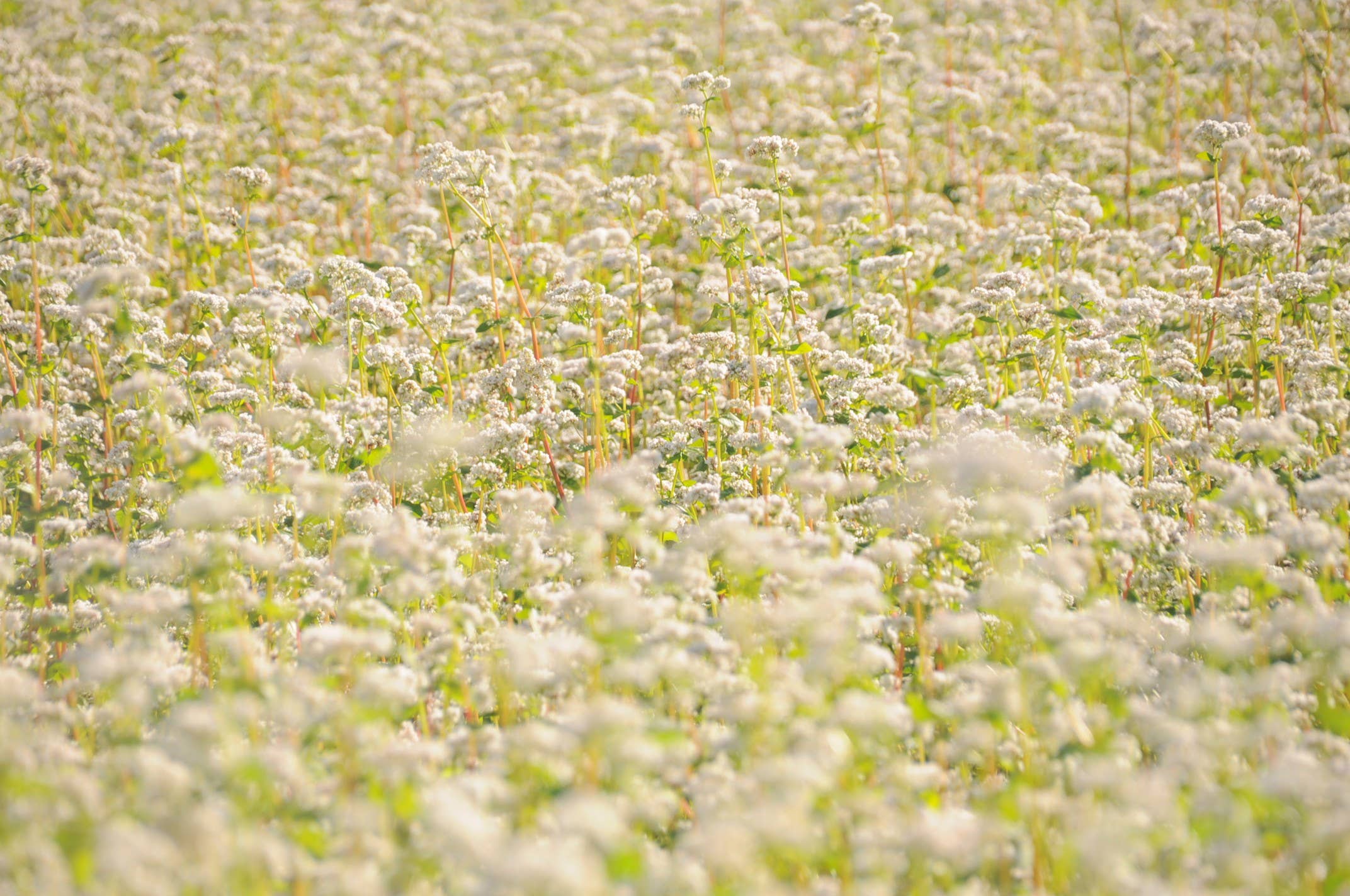 CONTAL FARMER - Venta al por mayor Harina sin gluten - Harina de trigo sarraceno ecológica certificada y libre de gluten (1 kg)2