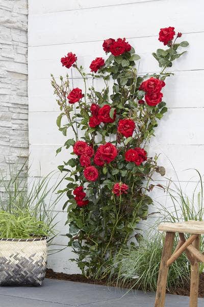 Oasis of Life – Großhandel Künstliche Blumen – Rose Crazy in Love Red – Rote Edelrose – Ø15cm – ↕65cm Höhe – Duftende Gartenrose mit samtroten Blüten – Für Terrasse, Balkon & Garten2