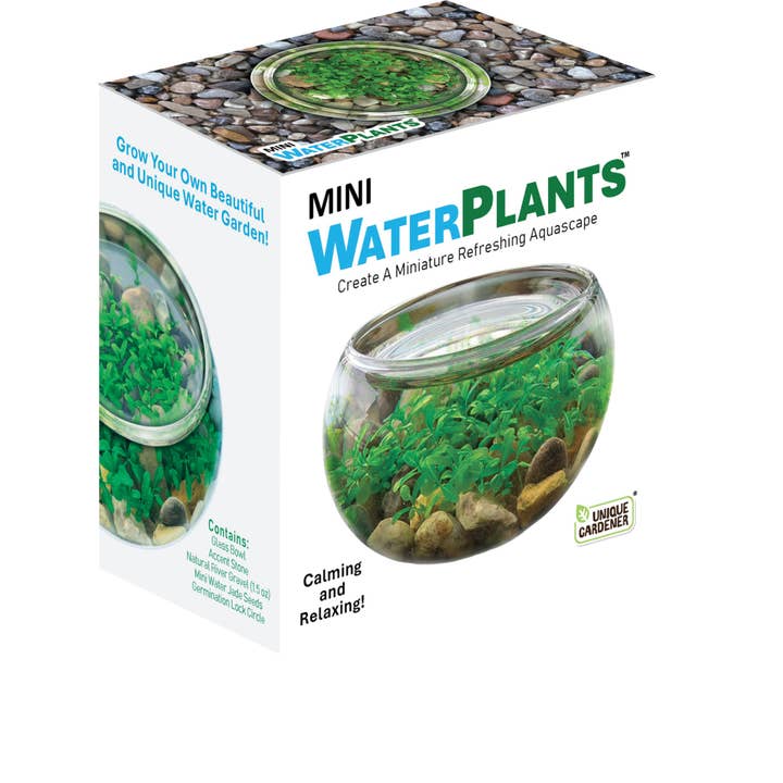 Silver Circle Products - Vente Kit de bricolage - Mini Terrarium Aquatique de Plantes Aquatiques