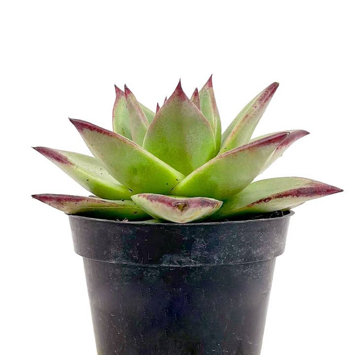 Best Plant Friend - Wholesale Succulent - Echeveria agavoides Ebony Succulent 2in/ 4in1