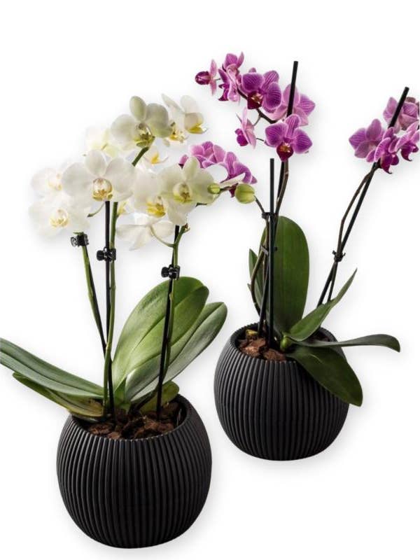 Mini cactus, maceta para flores y hierbas para venta al por mayor de DecorUSA