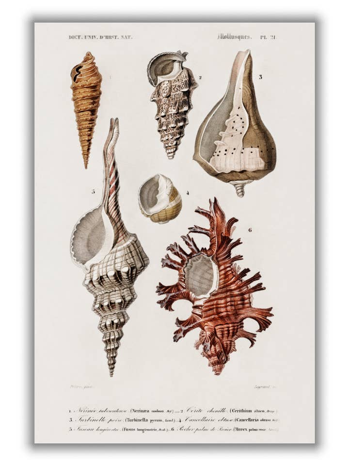 Natural History - Different types of Mollusks 12 for wholesale by Stanley Print House