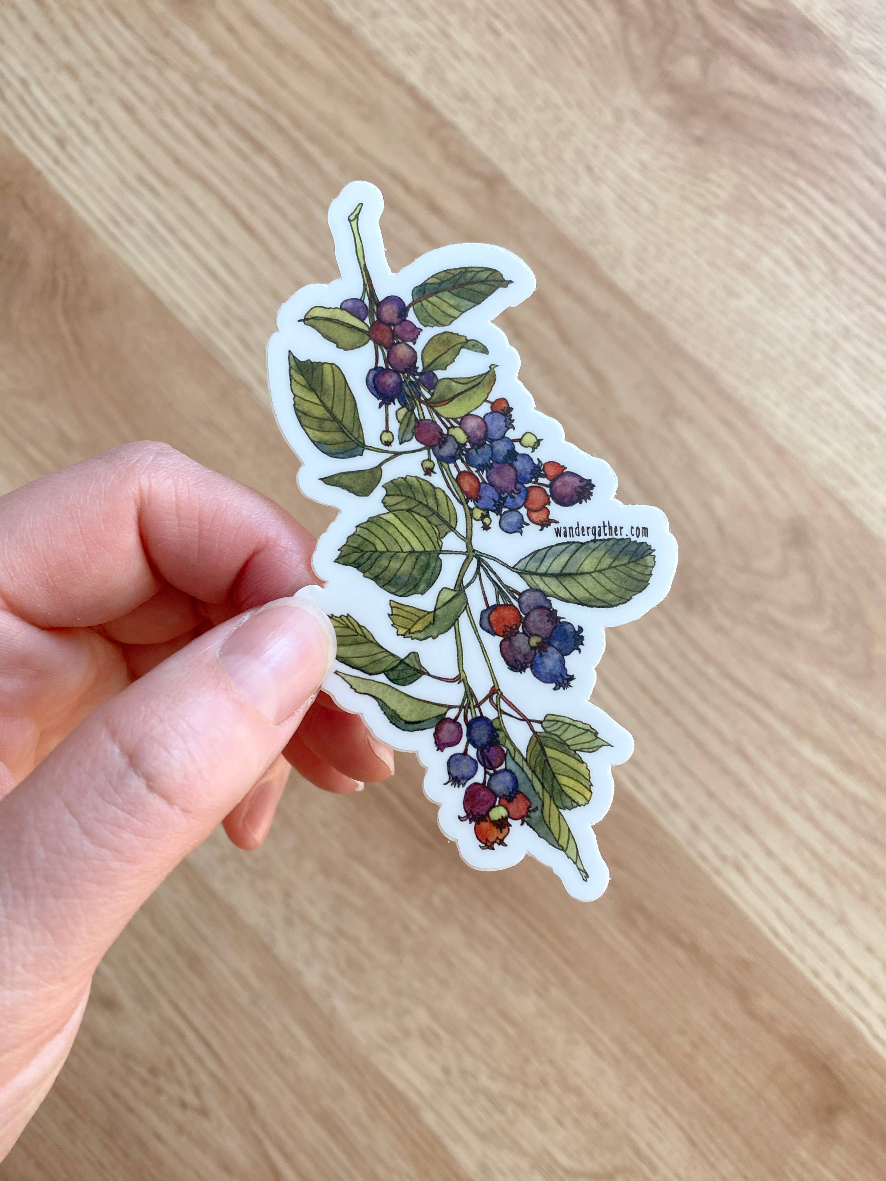 Wander & Gather – wholesale Sticker – Serviceberry Native Plant Waterproof Sticker1