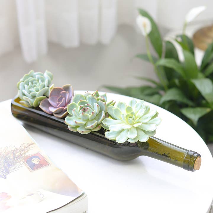 Best Plant Friend - Wholesale Succulent - Succulent Wine Bottle Arrangement - Live Succulents