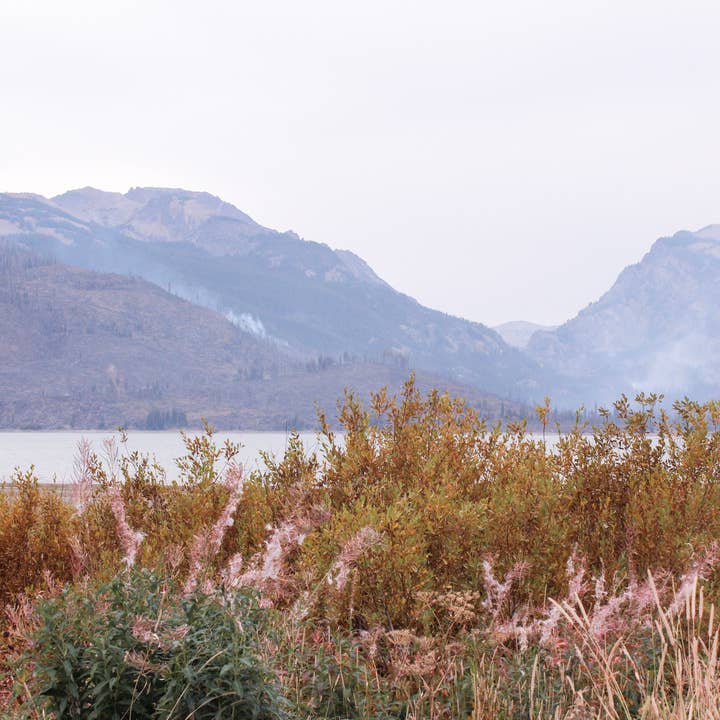 Grand Teton wildflowers | fine art photography print for wholesale by Britt Vasina Art
