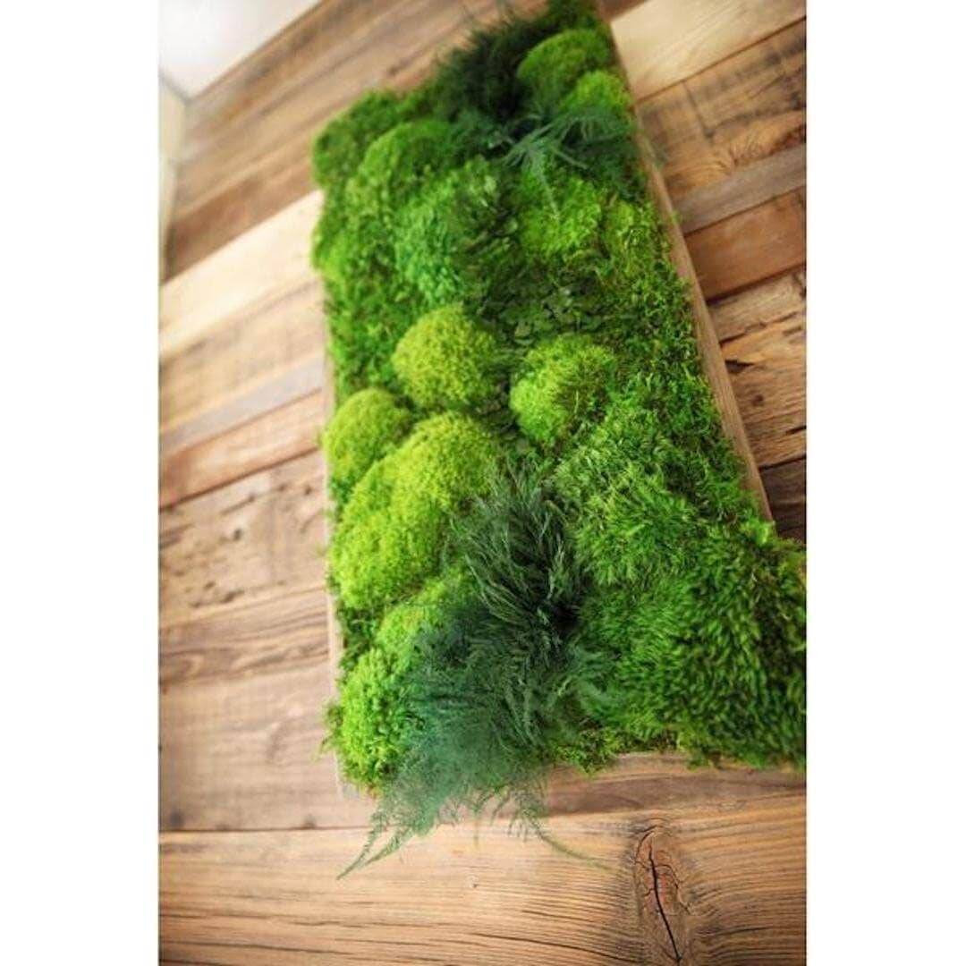 Artisan Moss – Großhandel Malen/Zeichnen – Hochwertiges Moos- und Farnpflanzen-Gemälde, handgefertigt, 40” x 18”3