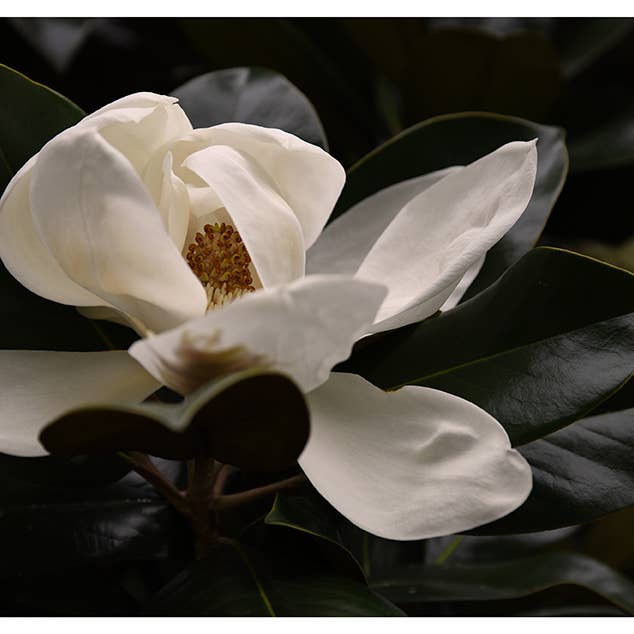 June Magnolia #1 - Fine Art Photograph for wholesale by Alicia Bock Print Shop