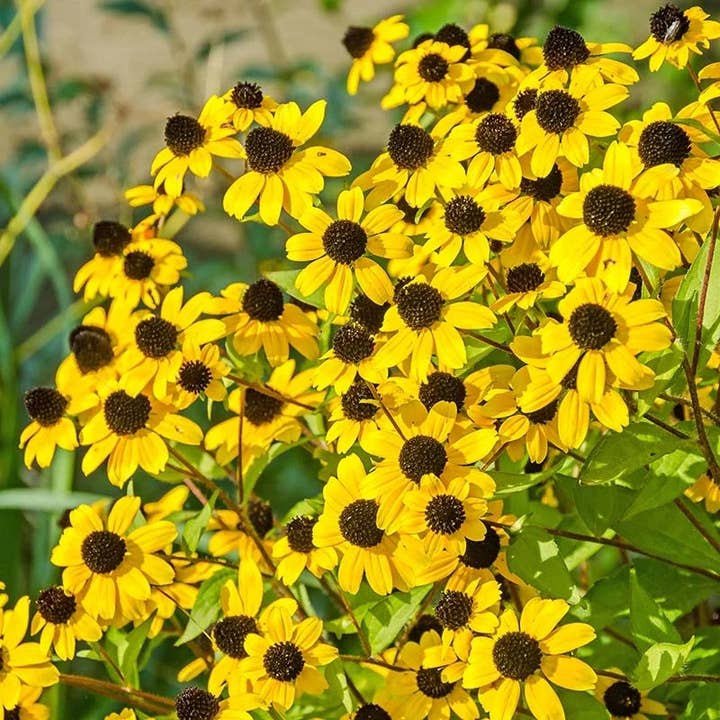 GardenPerspective – wholesale Levande växt – 5 Brunögda Susan - Rudbeckia Triloba flerårig barrot