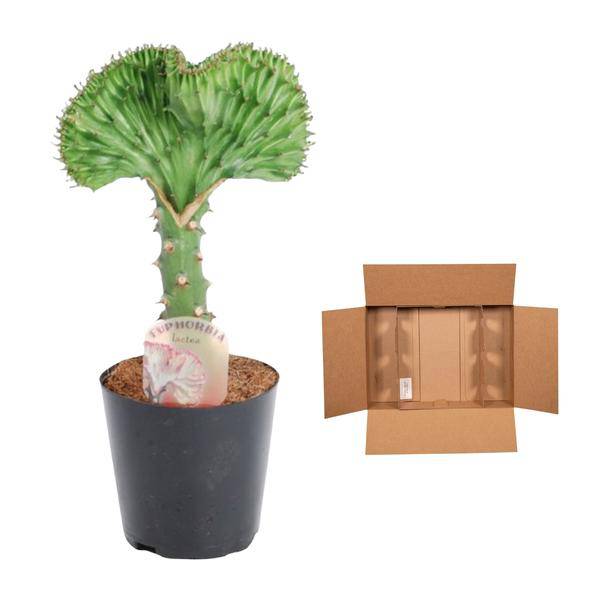 Oasis of Life - Wholesale Live Plant - Euphorbia lactea Cristata Green – Coral Cactus – Houseplant – Height approx. 35cm – ø12cm – Exotic Succulent in Coral Form – Easy to Care for & Decorative for Sunny Locations2