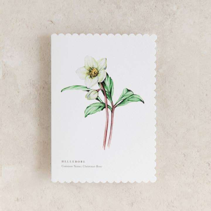 Sophie Brabbins - Wholesale Everyday Greeting Card - Hellebore Watercolour Scalloped Sustainable Greeting Card1