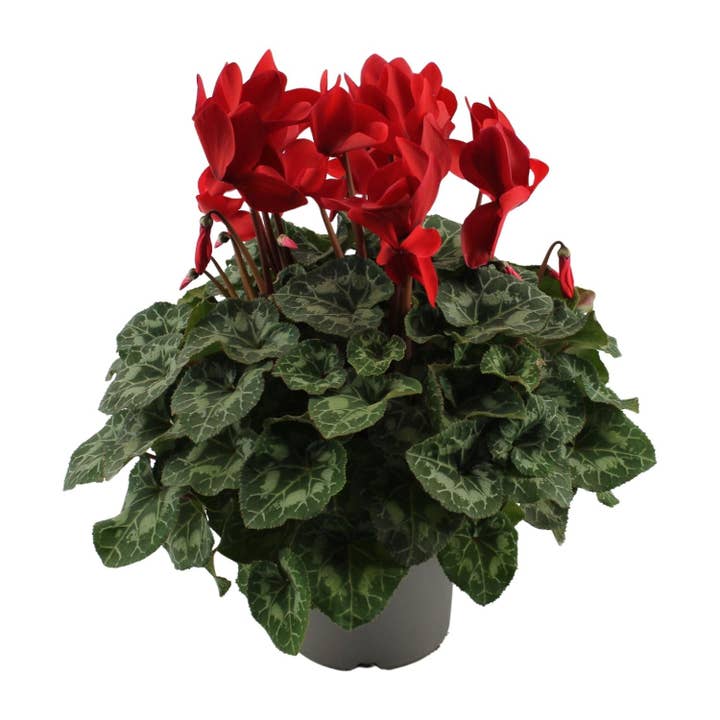 Oasis of Life - Wholesale Live plant - Cyclamen Red – Cyclamen Plant – Ø17cm – ↕40cm – Flowering Houseplant with Decorative Heart-Shaped Leaves – Color Accent for Living Room & Office