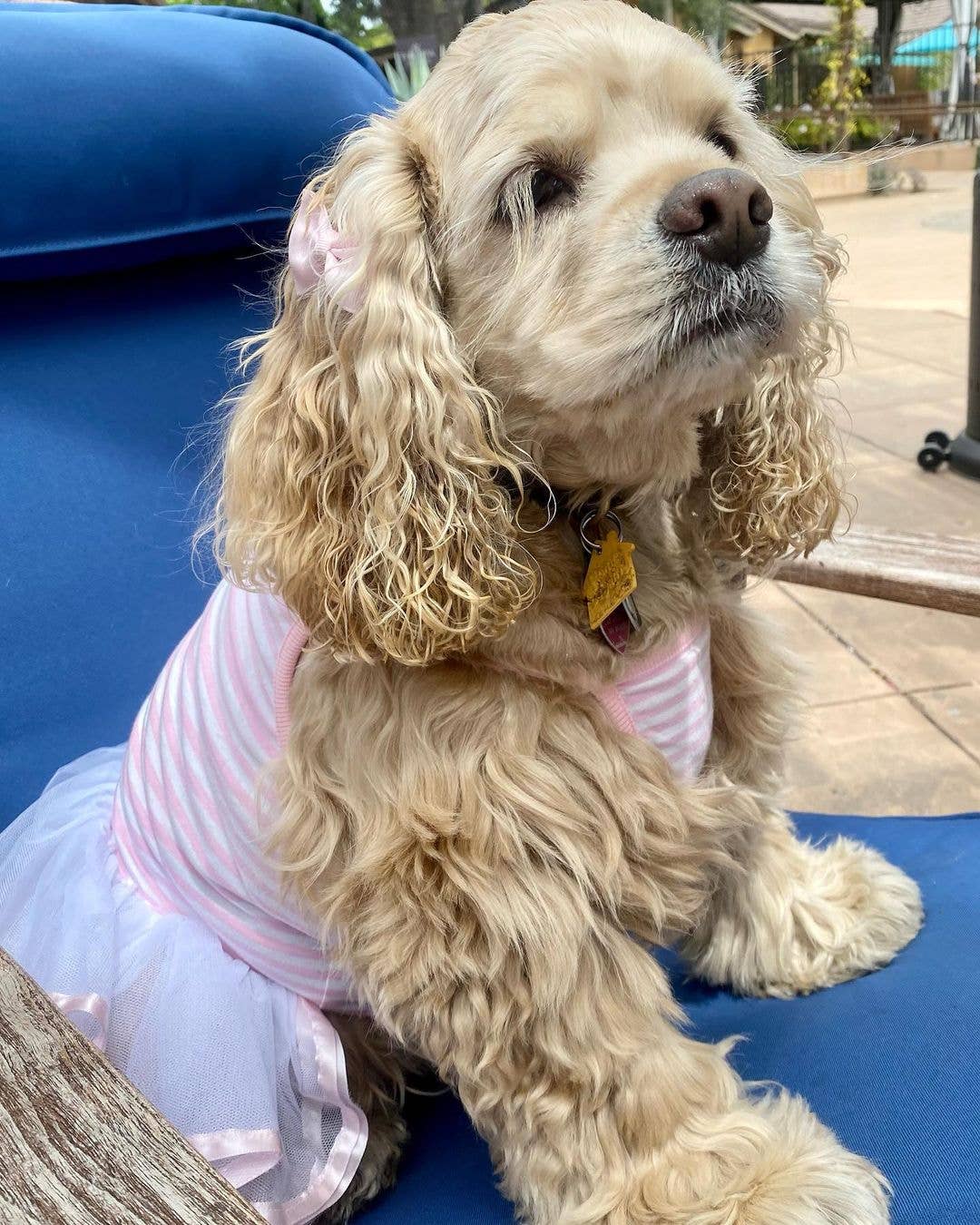 Parisian Pet® – Großhandel Haustierkleid – Hund – Ballerina-Kleid Pink – Perfektes Kleid für besondere Anlässe3