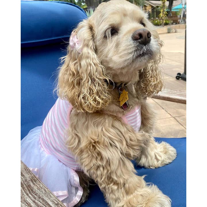 Parisian Pet® – Großhandel Haustierkleid – Hund – Ballerina-Kleid Pink – Perfektes Kleid für besondere Anlässe3