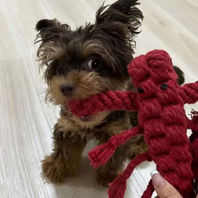 Jax & Bones - Wholesale Pet Rope Toy - Dog - Lobster Rope Dog Toy (Small - 7")1