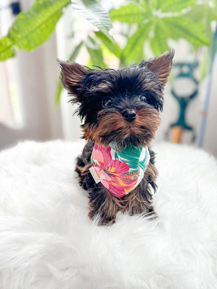 It’s Aloha Friday! Hawaii geïnspireerde bandana voor huisdieren voor wholesale door Chow Fun Pet Co