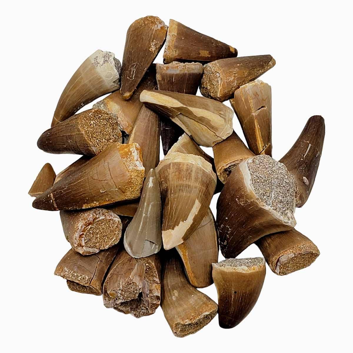 Lapidary Central - Wholesale Decorative Tabletop Object - Fossil Mosasaur Tooth Display Specimen!  Fossil Dinosaur Teeth!1