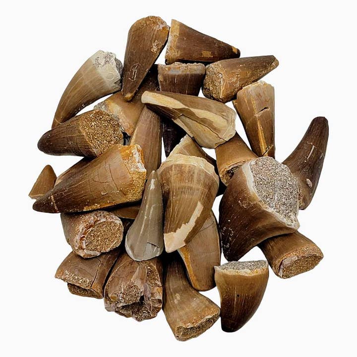 Lapidary Central - Wholesale Decorative Tabletop Object - Fossil Mosasaur Tooth Display Specimen! Fossil Dinosaur Teeth!1