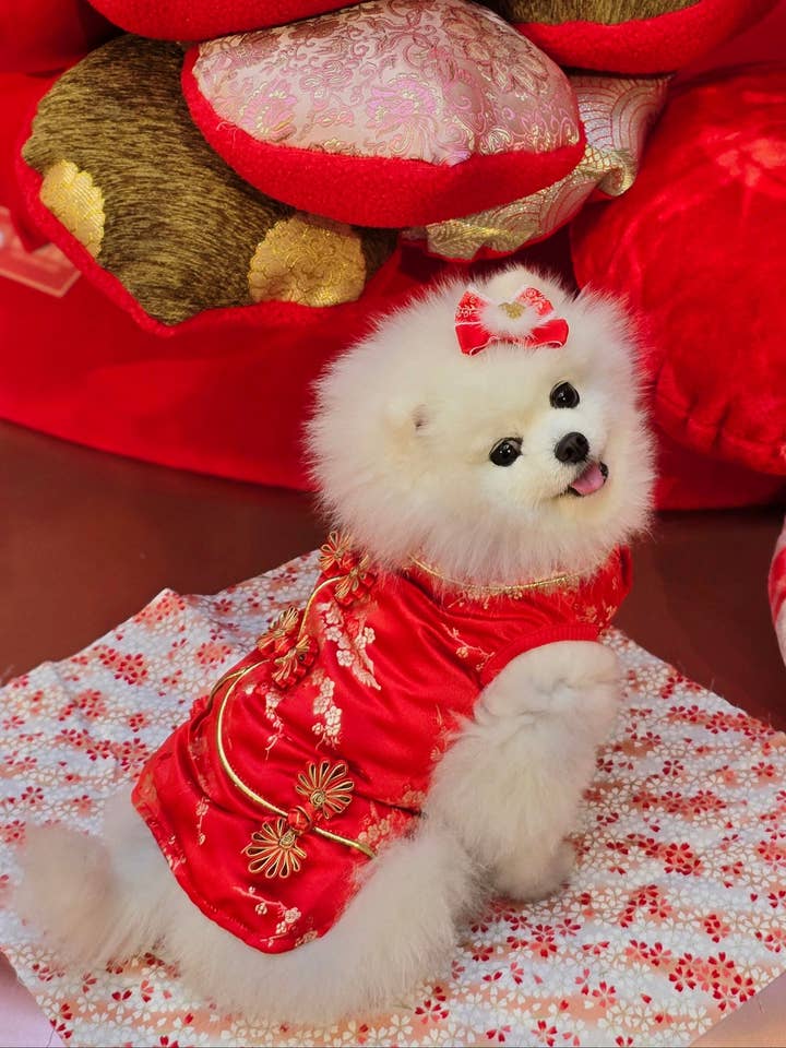 Pet Brocade Dress Red S642RD for wholesale by Dandy's Pawsome