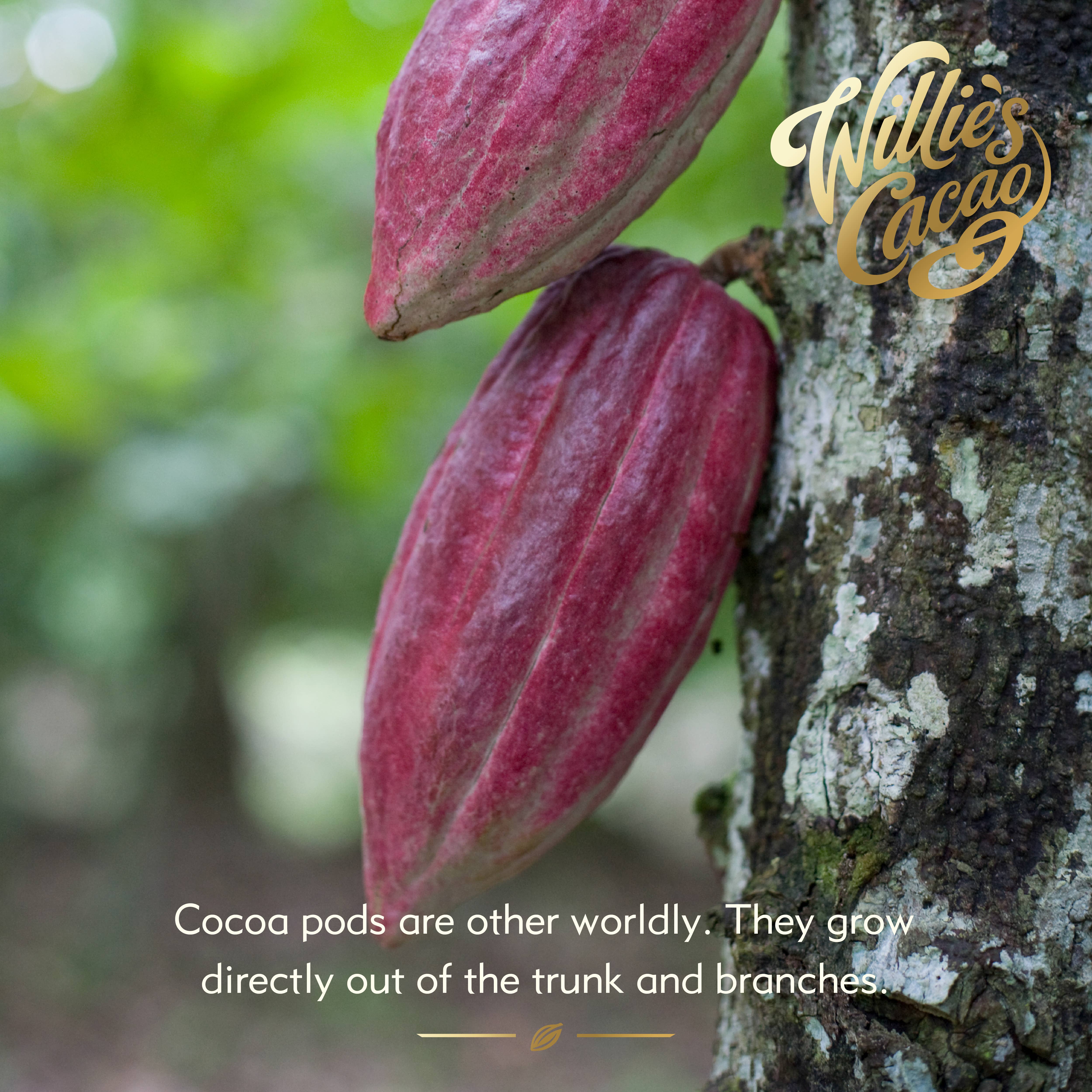 Willie's Cacao – wholesale Chocolate bar – Sea Kissed Almond. Milk chocolate w. almonds & sea salt 50g 6