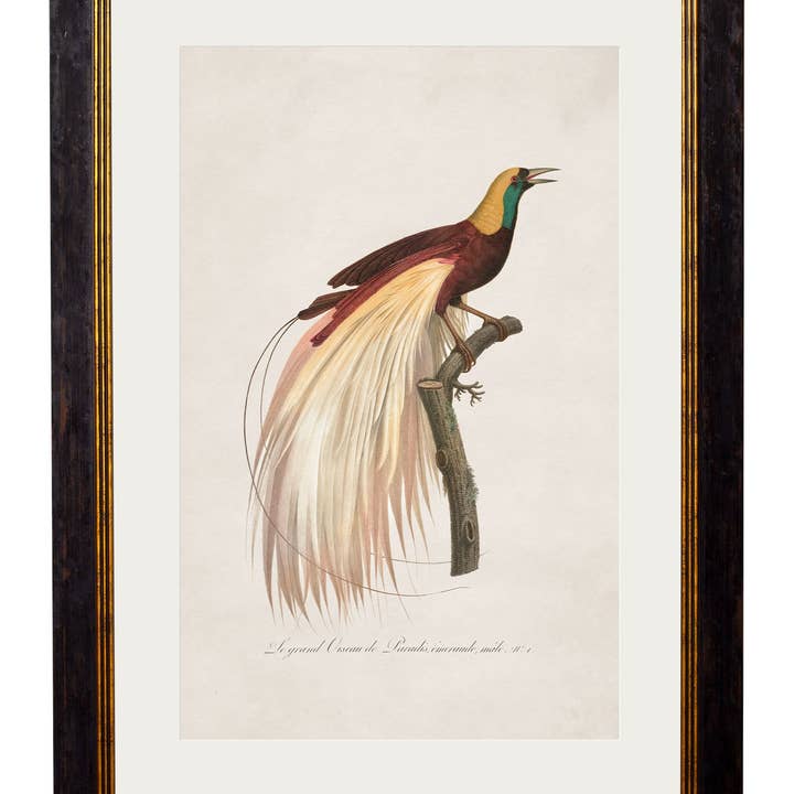 TA Interiors - Wholesale Art Print - c.1809 Birds of Paradise