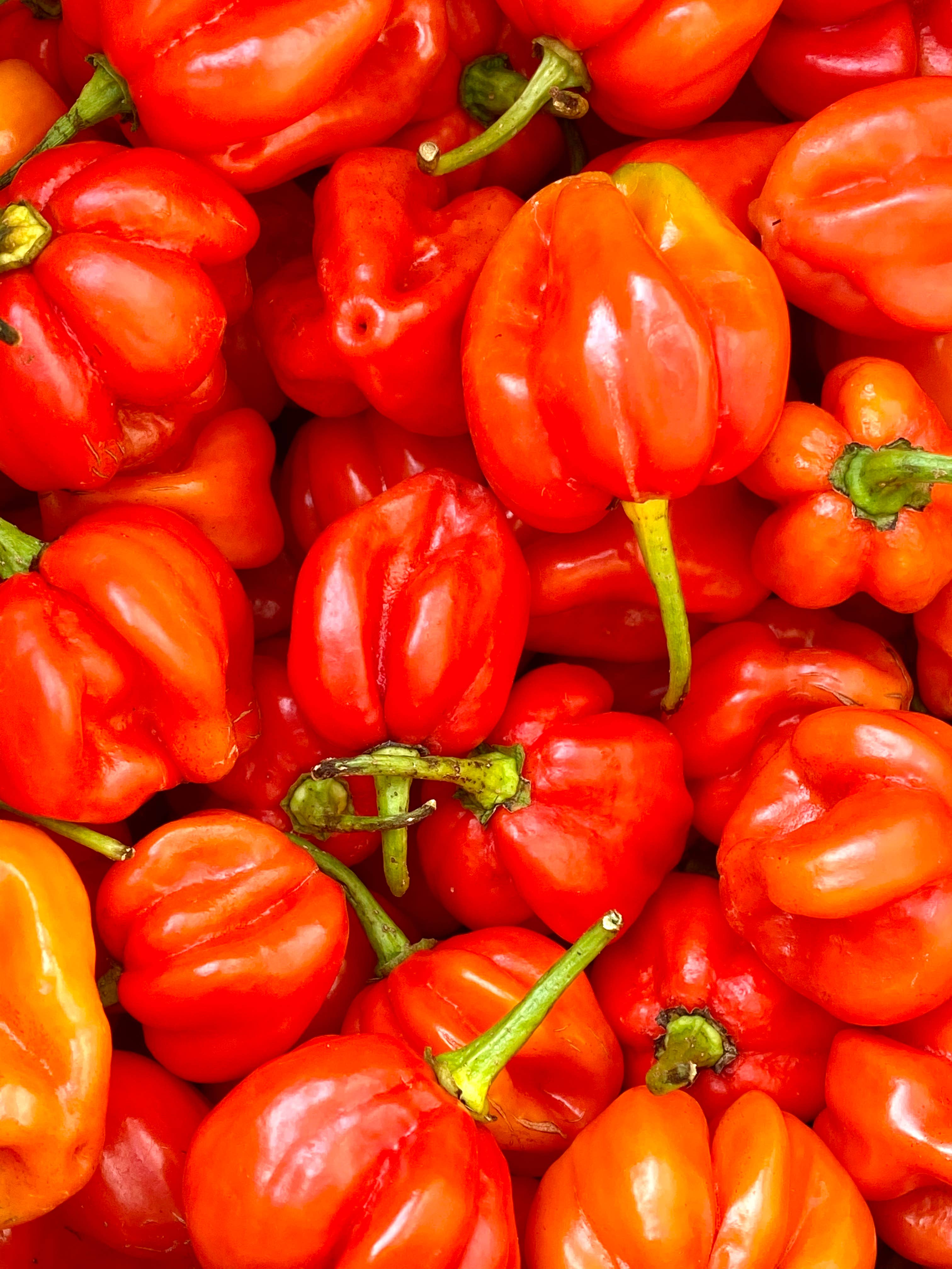 Weymouth 51 Hot Sauces – wholesale Hot sauce – Luxury Christmas Pudding hot chilli sauce 220ml6