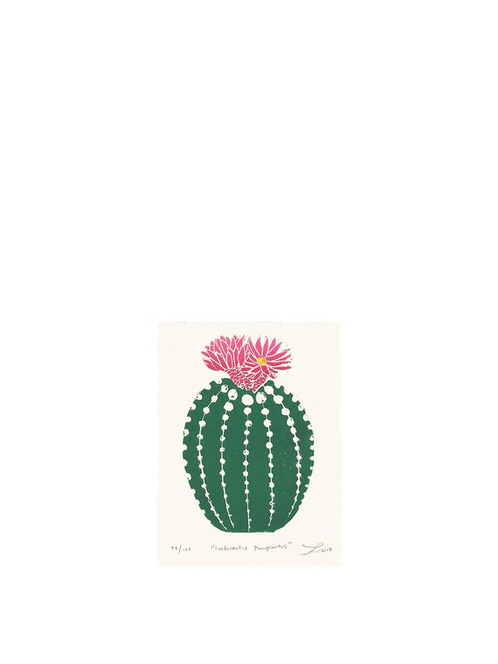 Notocactus Purpureus for wholesale by Lili Arnold