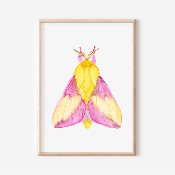 Pink Moth Art Print | Pre-Order for wholesale by 9+C Designs
