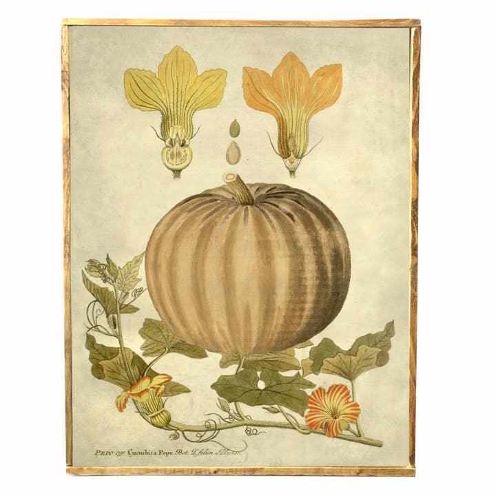 Vintage Autumn Pumpkin Art, Fall Pumpkin, Wall Decor for wholesale by Graphically Speaking Design