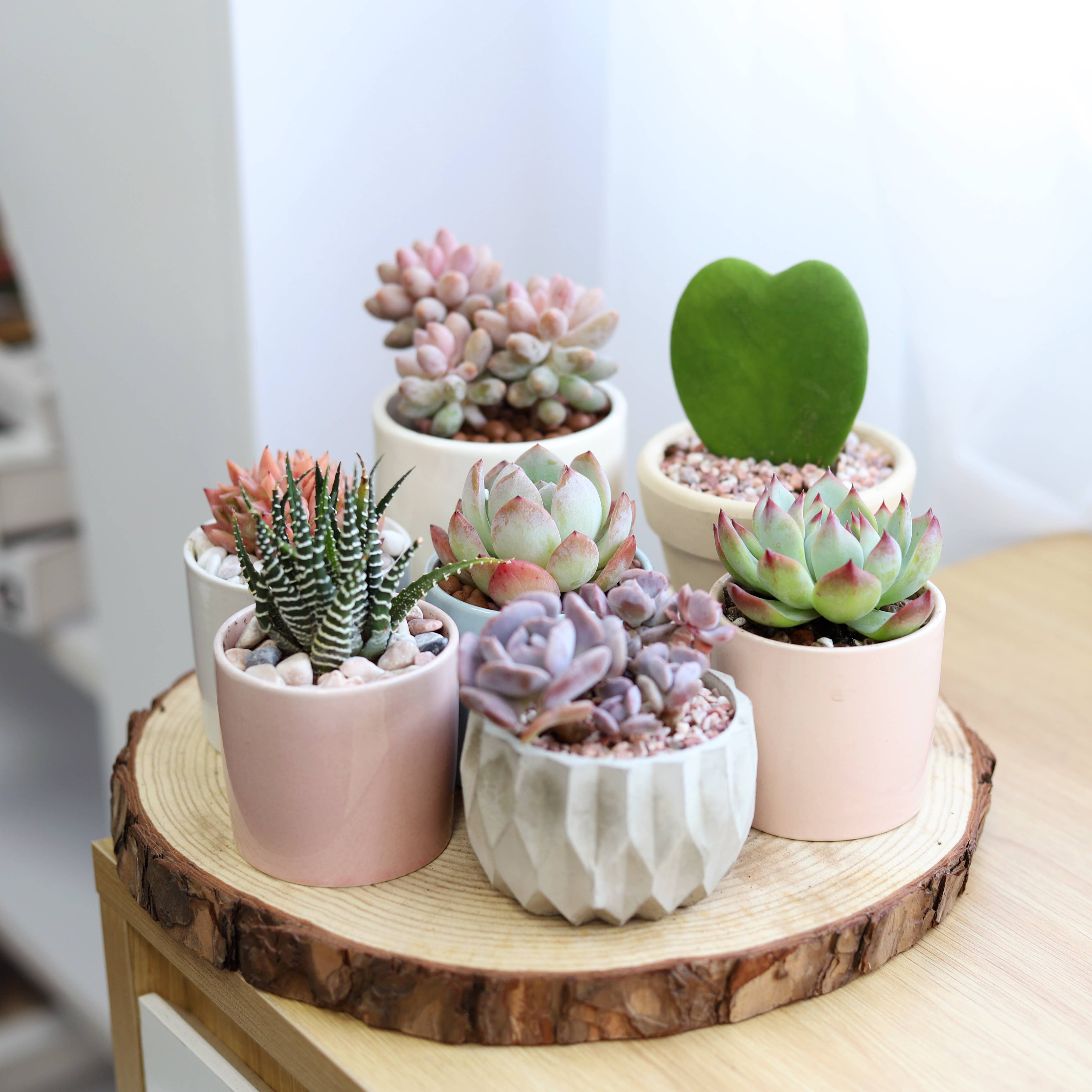 Best Plant Friend - Wholesale Live Plant - Hoya Kerrii Heart - Heart Shaped Houseplants - 2/4 inch Pot10