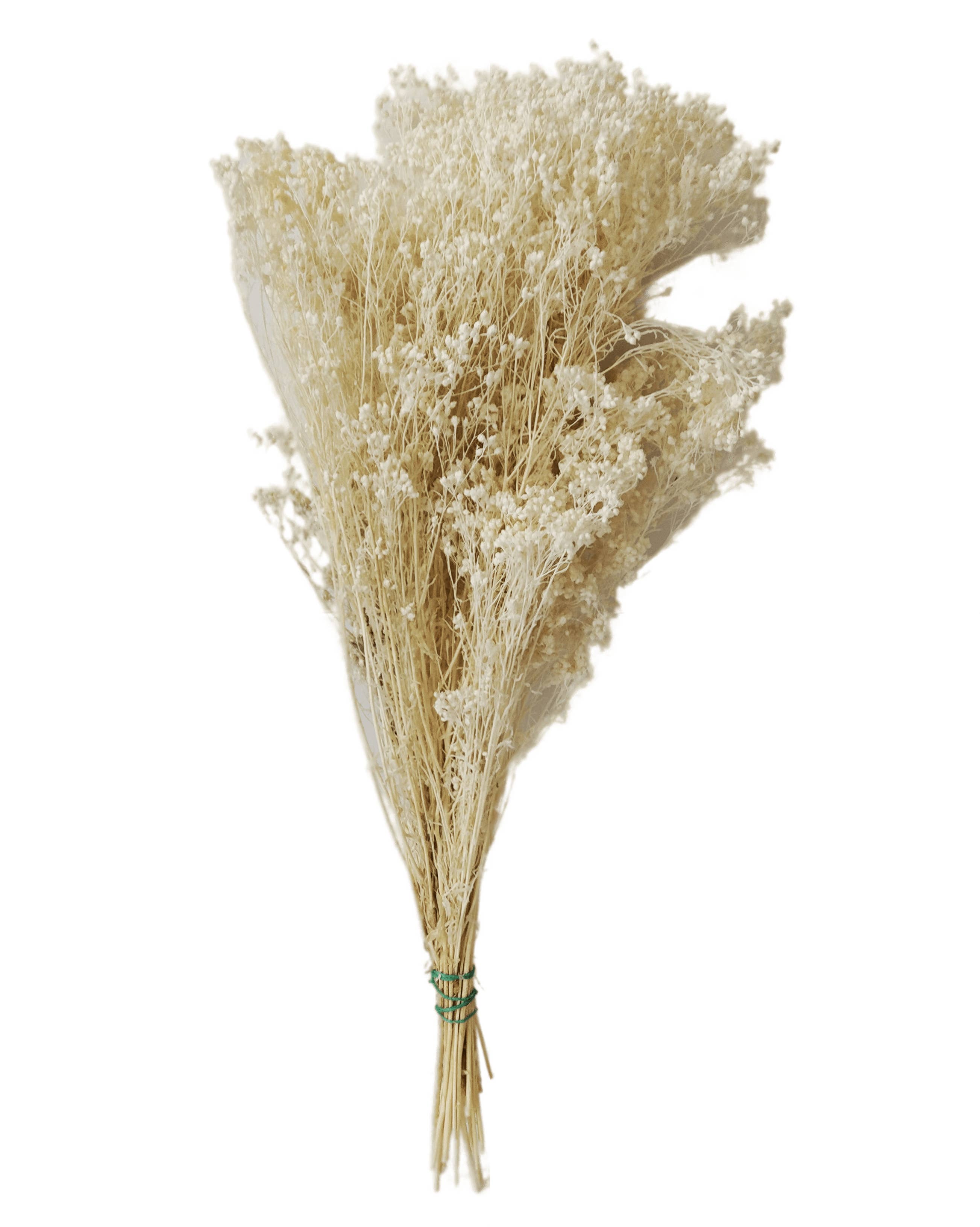 Concari.flores Preservadas - Wholesale Dried/Pressed Flowers - BROOMS PRESERVED