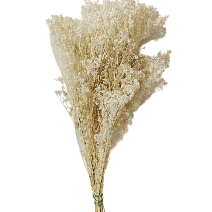 BEVAREDE KOSTE for engroshandel hos Concari.flores Preservadas